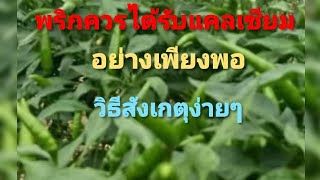 บทบาทแคลเซียม​กับพริกวิธี​สังเกตุว่าพริกได้รับแคลเซียมเพียงพอหรือไม่ดูจบเข้าใจทันที