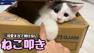 子猫がかわいい すぎて叩けない猫叩きがこちら