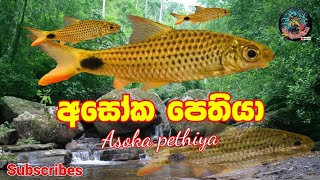 වද වී යන අසෝක පෙතියා | Asoka Pethiya | Fresh Water Fish | 🇱🇰 | srilanka | KD Aquarium