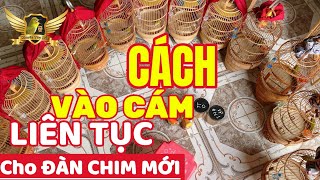 Vào Cám Cho Cả Đàn Khuyên Khi Có Chim Mới Hàng Ngày Sao Cho Khoẻ Nhất - Cách Vào Cám Hiệu Quả | KTB