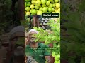 🌱இனி எலுமிச்சை வாங்க அவசியம் இருக்காது grow your own lemon garden no need to buy from the market🍋