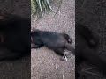 Tasmanian devil resting - cute baby animals