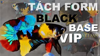 Tách form bầy cá Betta/ BLACK BASE/ MULTICOLOR/ YELLOW BASE VIP.!