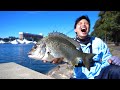 Sydney Metro Fishing Adventure! Berkley Power Shrimp