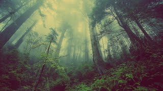 Moody FOREST Ambient Music, Nature 4k, RELAXING WOODLAND Background for MEDITATION.