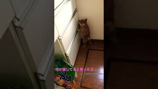 【豆柴】まだ赤ちゃんだったころのお話です。