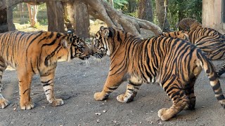 ご飯の順番待ちする子トラがかわいい♪【‎2025年‎1月10日】【上野動物園】スマトラトラ