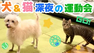 保護猫とトイプードルが夜中のテンションで暴れて運動会が始まりました…！