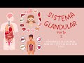 UNIDEP|| Sistema Glandular parte 2