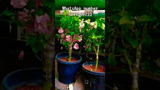 നിങ്ങൾക്ക് multi graphted bougainvilla വേണോ #sale #bougainvilla #plantsale #sales