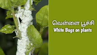 How to kill white mealy bugs | வெள்ளை பூச்சி