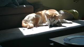 Shibe is sunbathing