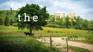 The Fix 16: Lone Tree in Vinales