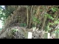 志多備神社～八雲村天然記念物 巨木スダジイ