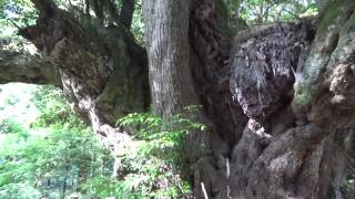 志多備神社～八雲村天然記念物 巨木スダジイ