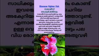 കൃഷി അറിവുകൾ | Siamese fighter fish #farming #shorts