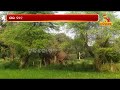 old man killed after elephant attacks in bolangir nandighosha tv