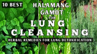 10 BEST HALAMANG PANLINIS SA BAGA || HERBAL REMEDIES FOR LUNG DETOXIFICATION || by: NATURER