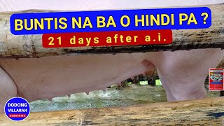 Buntis na ba o hindi pa / 21 days after a.i. / Vlog 245