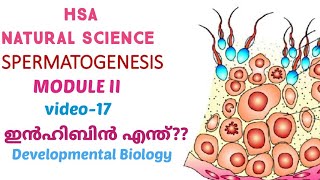 Spermatogenesis/Developmental Biology/HSA നാച്ചുറൽ സയൻസ്