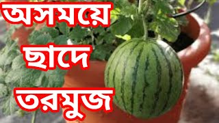 ছাদে বারোমাস চাষ করুন তরমুজ || Cultivation of watermelons on the roof || Mr Noakhalla || #ছাদেতরমুজ