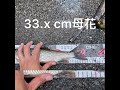 呎花33cm，第38勝，苦花放流，shimano 一代刀 mh90 nx，202307。