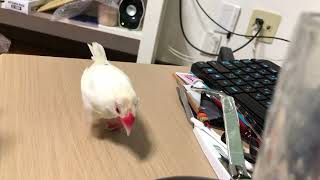 そばを離れようとすると、呼び鳴きをするピョコたんが可愛すぎる！　#インコ #小鳥 #文鳥