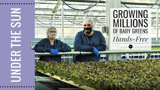 Your Hands Are the First to Touch These Baby Salad Greens: Fully Automated Hydroponic Greenhouse