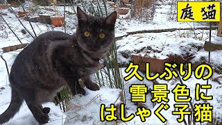 【庭猫】久しぶりの雪景色にはしゃぐ子猫