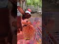 🐇அழகு முயல்🐰 குட்டிகள் beautiful rabbit 🐇 trichy ponmalai market shorts