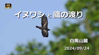 2024 イヌワシ・鷹の渡り（白馬山麓）【4ｋ】／山岳詩＿NikonＺ9