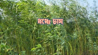 নদীর তীরে ধঞ্চে চাষ/ধঞ্চে চাষ পদ্ধতি/#সমগ্র বাংলাদেশ/compost tree/নদীর তীরে চাষাবাদ/গ্রামীণ কৃষি