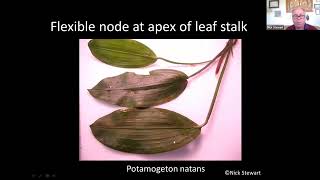 Introduction to Broad-leaved Pondweed Identification 2022