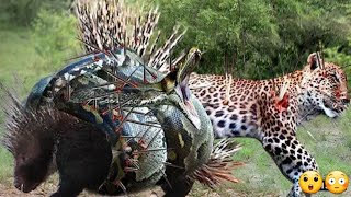 Animal Attacks In Africa|Tiger Attack|Lion Attack|Python Attack|Animal Attacks On Human 2022