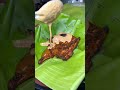 30 variety Al-faham 🔥| ഹമ്മേ 😂| Bonappetit vlogs #shorts