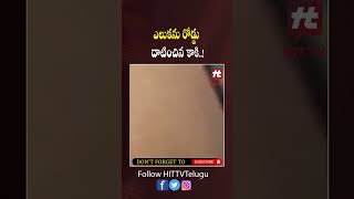 ఎలుకను రోడ్డు దాటించిన కాకి..! #rat #mouse #crow #helping #viralvideo #viral #hittvtelugu #hittv