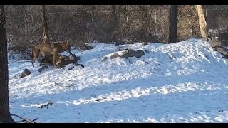 January 26 2022, Lava and Tyke - tenderness (from Wolf Conservation Center, South Salem, NY)