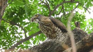 20230518 水萍塭公園鳳頭蒼鷹 - 一鼠二吃之母鳳頭吃