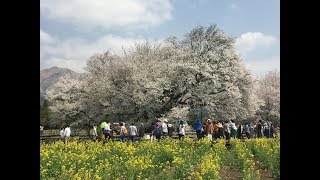 2018 九州日帰りツーリング 　一心行の大桜を見に行こう！！（熊本県・南阿蘇）