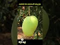 మామిడికాయ ఇలా వుంటే రుచి అద్భుతం how to know the ripeness of a mango karshaka mitra shorts