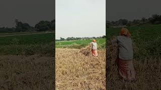 #మా పొలంలో మేధ #🙏🌾🌾