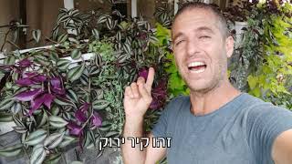 איך לעשות בעצמכם קיר ירוק צבעוני בלי תחזוקה?