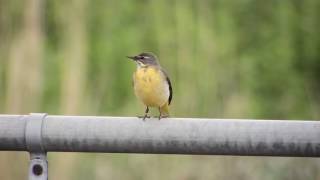 female grey wagtail