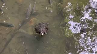 台北植物園 攝影黃眉黃鶲的現場