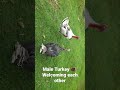 Turkey 🦃 welcoming each other with a fight