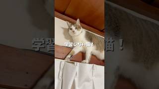 自分でカーテンに登っといて焦るきなこが面白すぎる！#猫 #猫のいる暮らし #cat