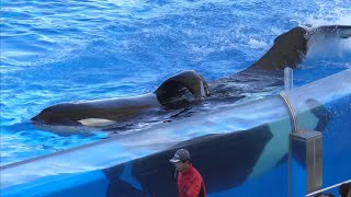 シャチ　アースくんとリンちゃん　水飛沫をあげて泳ぎます【名古屋港水族館】Killer whale Port of Nagoya Public Aquarium