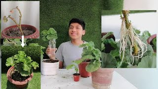 REPRODUCIENDO GERANIOS EN AGUA Y TIERRA POR ESQUEJE🍃🌱