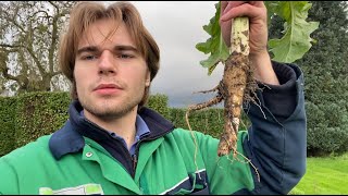 ARRACHER LES CHICORÉES POUR AVOIR DES CHICONS EN HIVER  !!! (OU ENDIVES)