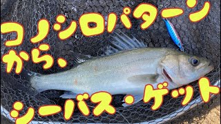 若洲海浜公園人口磯ルアー釣り、ついにシーバスを釣ったどー感激です！